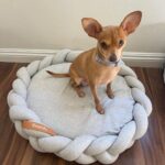 Sarah Jeffery Instagram - everyone meet ✨DORY✨ 🥹 I met Dory in Mexico thru the incredible @wetnosesrescue in Punta Mita and was immediately obsessed. Everyone at Wet Noses Rescue are so passionate about the work they do and the lives they save and I can’t thank them enough for bringing this little angel into my life and getting her to me! Will also be calling her Dobby girl bc the EARS 😭 Little nervous about introducing her to my sweetest baby first child Monty, but I have high hopes. Lmk if you have any suggestions for the first meeting 😂 xx #adoptdontshop