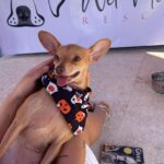 Sarah Jeffery Instagram - everyone meet ✨DORY✨ 🥹 I met Dory in Mexico thru the incredible @wetnosesrescue in Punta Mita and was immediately obsessed. Everyone at Wet Noses Rescue are so passionate about the work they do and the lives they save and I can’t thank them enough for bringing this little angel into my life and getting her to me! Will also be calling her Dobby girl bc the EARS 😭 Little nervous about introducing her to my sweetest baby first child Monty, but I have high hopes. Lmk if you have any suggestions for the first meeting 😂 xx #adoptdontshop