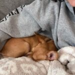 Sarah Jeffery Instagram - everyone meet ✨DORY✨ 🥹 I met Dory in Mexico thru the incredible @wetnosesrescue in Punta Mita and was immediately obsessed. Everyone at Wet Noses Rescue are so passionate about the work they do and the lives they save and I can’t thank them enough for bringing this little angel into my life and getting her to me! Will also be calling her Dobby girl bc the EARS 😭 Little nervous about introducing her to my sweetest baby first child Monty, but I have high hopes. Lmk if you have any suggestions for the first meeting 😂 xx #adoptdontshop