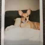 Sarah Jeffery Instagram - everyone meet ✨DORY✨ 🥹 I met Dory in Mexico thru the incredible @wetnosesrescue in Punta Mita and was immediately obsessed. Everyone at Wet Noses Rescue are so passionate about the work they do and the lives they save and I can’t thank them enough for bringing this little angel into my life and getting her to me! Will also be calling her Dobby girl bc the EARS 😭 Little nervous about introducing her to my sweetest baby first child Monty, but I have high hopes. Lmk if you have any suggestions for the first meeting 😂 xx #adoptdontshop