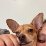 Sarah Jeffery Instagram - everyone meet ✨DORY✨ 🥹 I met Dory in Mexico thru the incredible @wetnosesrescue in Punta Mita and was immediately obsessed. Everyone at Wet Noses Rescue are so passionate about the work they do and the lives they save and I can’t thank them enough for bringing this little angel into my life and getting her to me! Will also be calling her Dobby girl bc the EARS 😭 Little nervous about introducing her to my sweetest baby first child Monty, but I have high hopes. Lmk if you have any suggestions for the first meeting 😂 xx #adoptdontshop