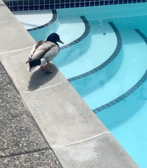 Sarah Jeffery Instagram - 🐥ducking sweet🐥