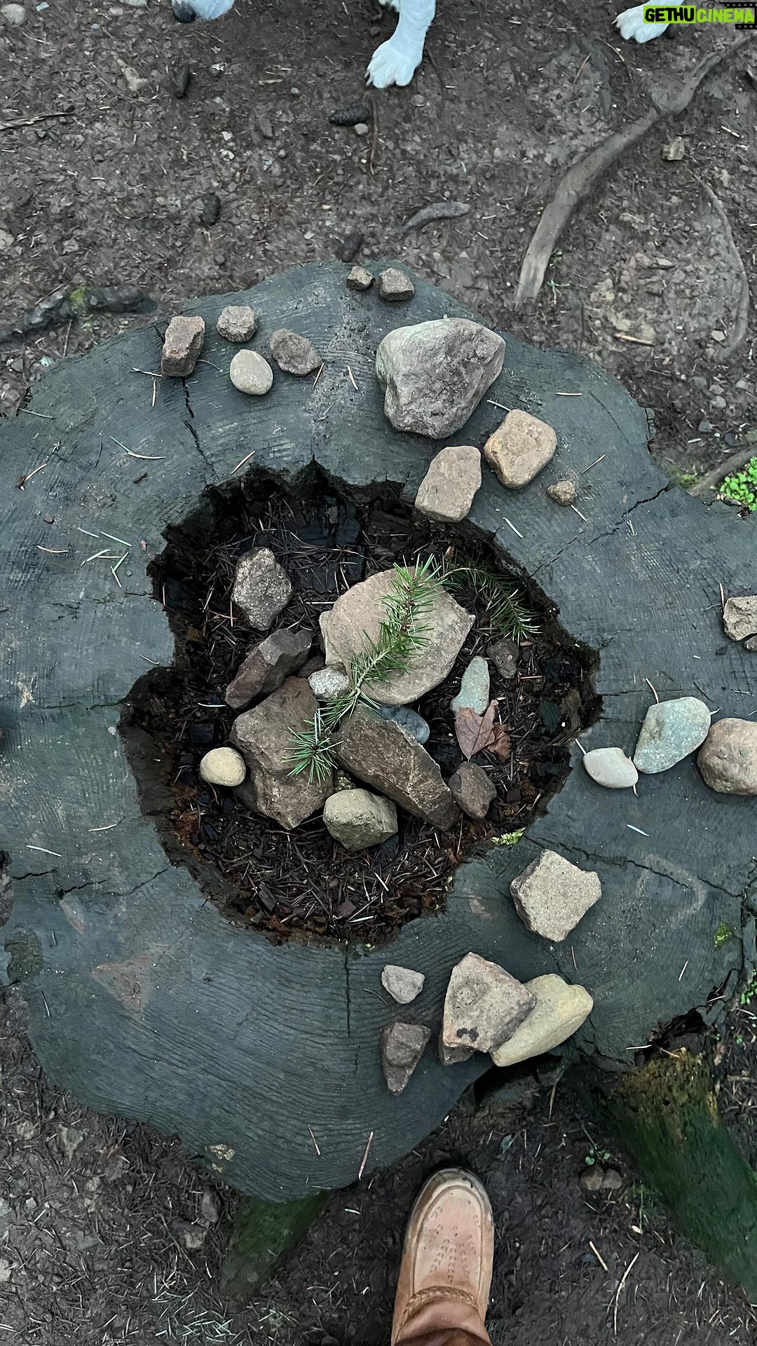 Sarah Wayne Callies Instagram - happy spring yโall ๐ฒ made you a little movie of peace in the woods ๐