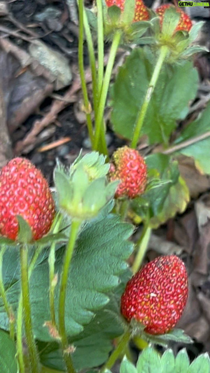 Sarah Wayne Callies Instagram - june garden tour, the blair witch version (sry 4 my camera work!) #growfood
