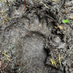 Sarah Wayne Callies Instagram - bear tracking 🐻 paw prints 🐻 mama & cubs 🐻 salmon roe 🐻 doug fir magic