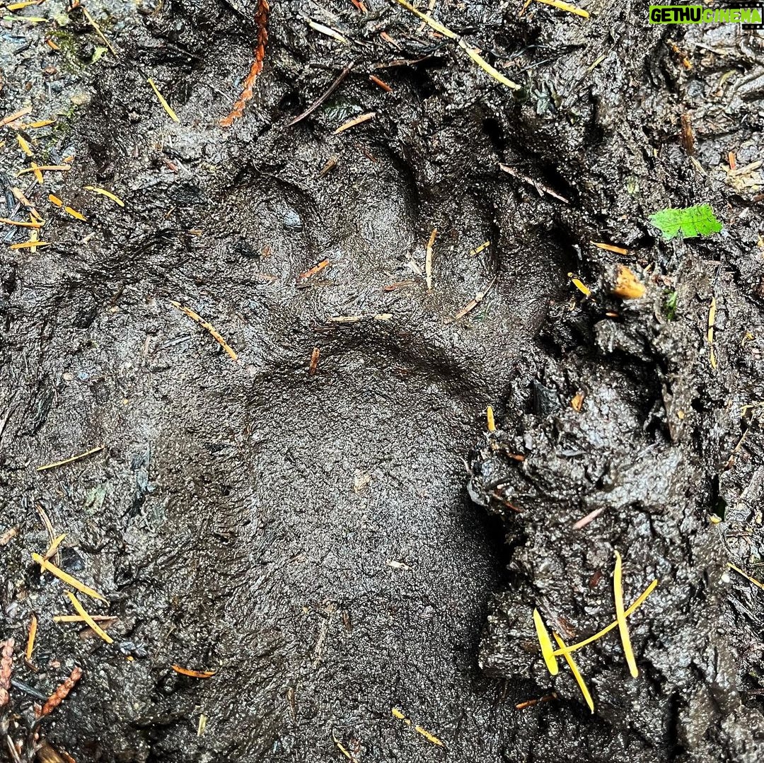 Sarah Wayne Callies Instagram - bear tracking 🐻 paw prints 🐻 mama & cubs 🐻 salmon roe 🐻 doug fir magic
