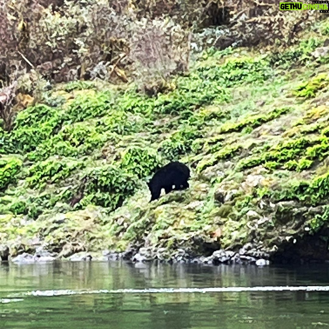 Sarah Wayne Callies Instagram - bear tracking 🐻 paw prints 🐻 mama & cubs 🐻 salmon roe 🐻 doug fir magic