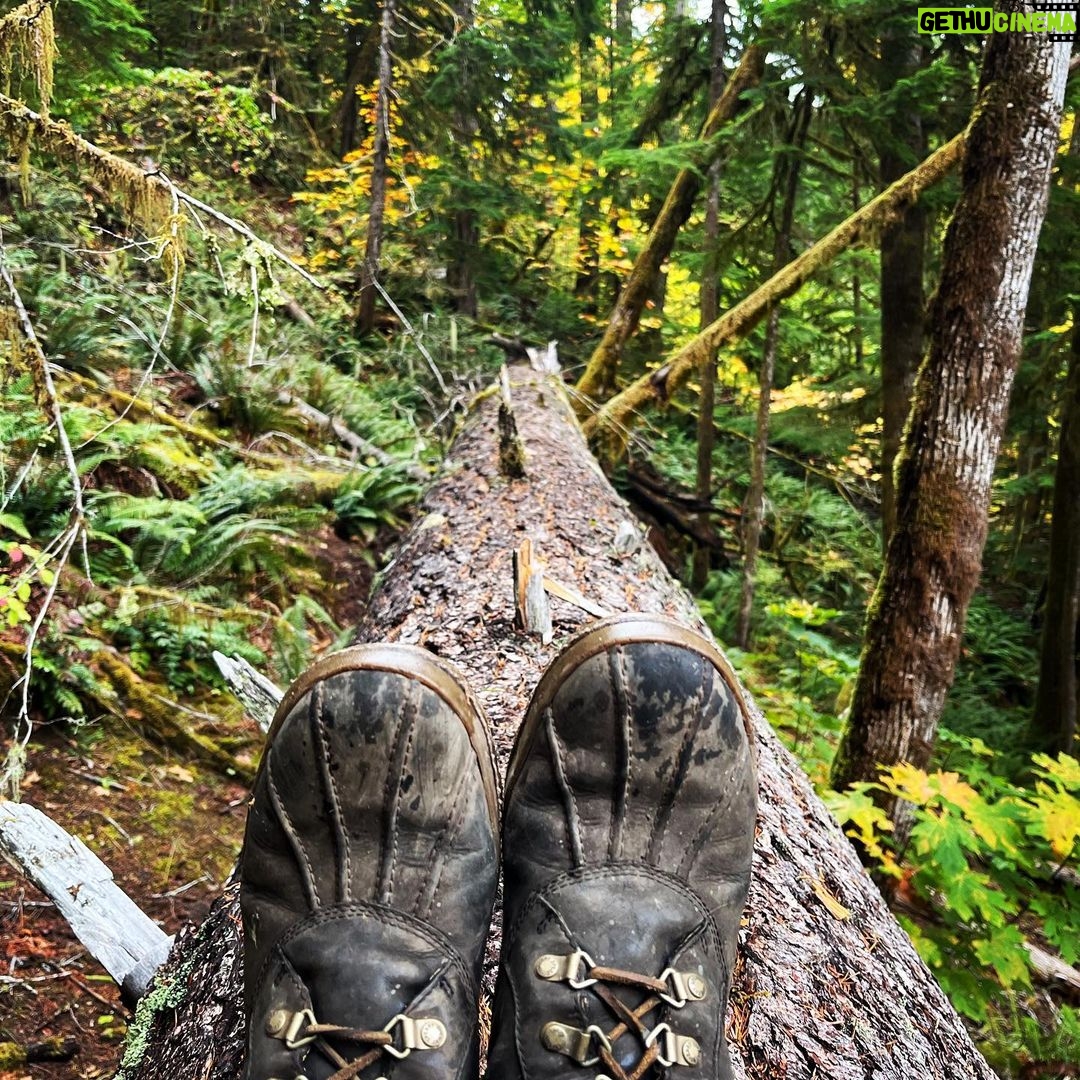 Sarah Wayne Callies Instagram - bear tracking 🐻 paw prints 🐻 mama & cubs 🐻 salmon roe 🐻 doug fir magic