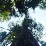 Sarah Wayne Callies Instagram - bear tracking 🐻 paw prints 🐻 mama & cubs 🐻 salmon roe 🐻 doug fir magic