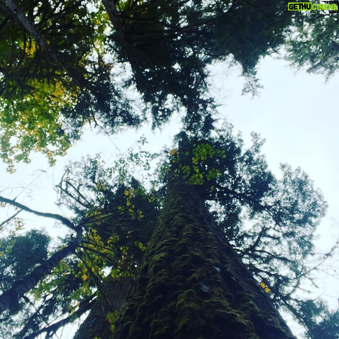 Sarah Wayne Callies Instagram - bear tracking 🐻 paw prints 🐻 mama & cubs 🐻 salmon roe 🐻 doug fir magic