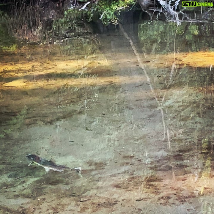 Sarah Wayne Callies Instagram - itโs october & the salmon are coming home ๐