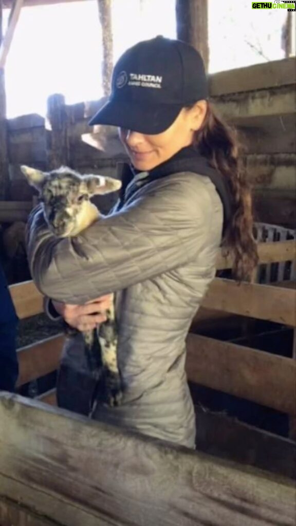 Sarah Wayne Callies Instagram - 🐑 🐑 🐑 get friends who farm. lambing season is rad. 🐑 🐑 🐑