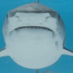 Sarah Wayne Callies Instagram - “Scary as sharks can seem, the oceans without them are scarier. These apex predators keep the balance - like wolves on land and eagles in the air. As ferocious as sharks may seem - without us speaking up for them, they’re in danger. From us. So join us, please? We can do this together,” @sarahwaynecallies, director, actor, writer, ocean advocate and SeaLegacy ambassador. The fate of our world’s most iconic shark species will be decided this November 17th at the @cites conference in Panama City. Help us spread the word on Panama’s new proposal to finally curb the shark finning industry by uplisting requiem sharks, a family of over 50 shark species. Please share this video and tag @minaecr, @presidenciacr, @minproduccion and @presidenciaperu in the comments below and ask COSTA RICA and PERU to VOTE YES to saving sharks and repairing the ocean ecosystems they keep in balance – before it’s too late. Video by @paulnicklen @mitty @andy_mann @migramarnet @fundacionmarviva @ifawglobal @thewcs @pelagioskakunja @soaperu @soa @max_bello @fundacionmalpelo @betadiversidad @miambientepma #CITESCoP19 #wildlife #conservation #sharks #savesharks Panama City, Panama
