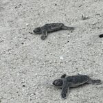 Sarah Wayne Callies Instagram - this is my love letter to the @tetiaroasociety 🏝 their passion for conservation, culture, & education is gorgeous… made my family’s time in 🇵🇫 magical while making us smarter, better people. mahalo nui loa me ke aloha apau to everyone who took the time to share their stories & love of tetairoa with us. . for all they do, the baby honu part was the cutest. 🐢