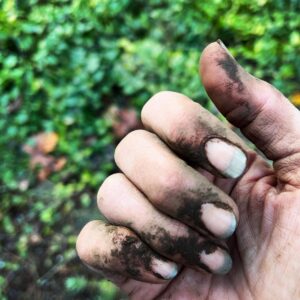 Sarah Wayne Callies Instagram - my berries took over the garden this summer & i needed a new spot for garlic 🧄 #growfood #getdirty 🧄