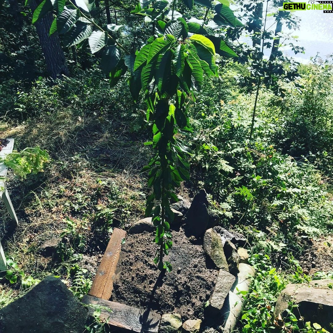 Sarah Wayne Callies Instagram - whenβs the best time to plant a tree? 20 years ago ππ³ the second best time? today ππ³ with π2 @getlomi for the magic soil #growfood