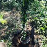 Sarah Wayne Callies Instagram - when’s the best time to plant a tree? 20 years ago 🍒🌳 the second best time? today 🍒🌳 with 😘2 @getlomi for the magic soil #growfood