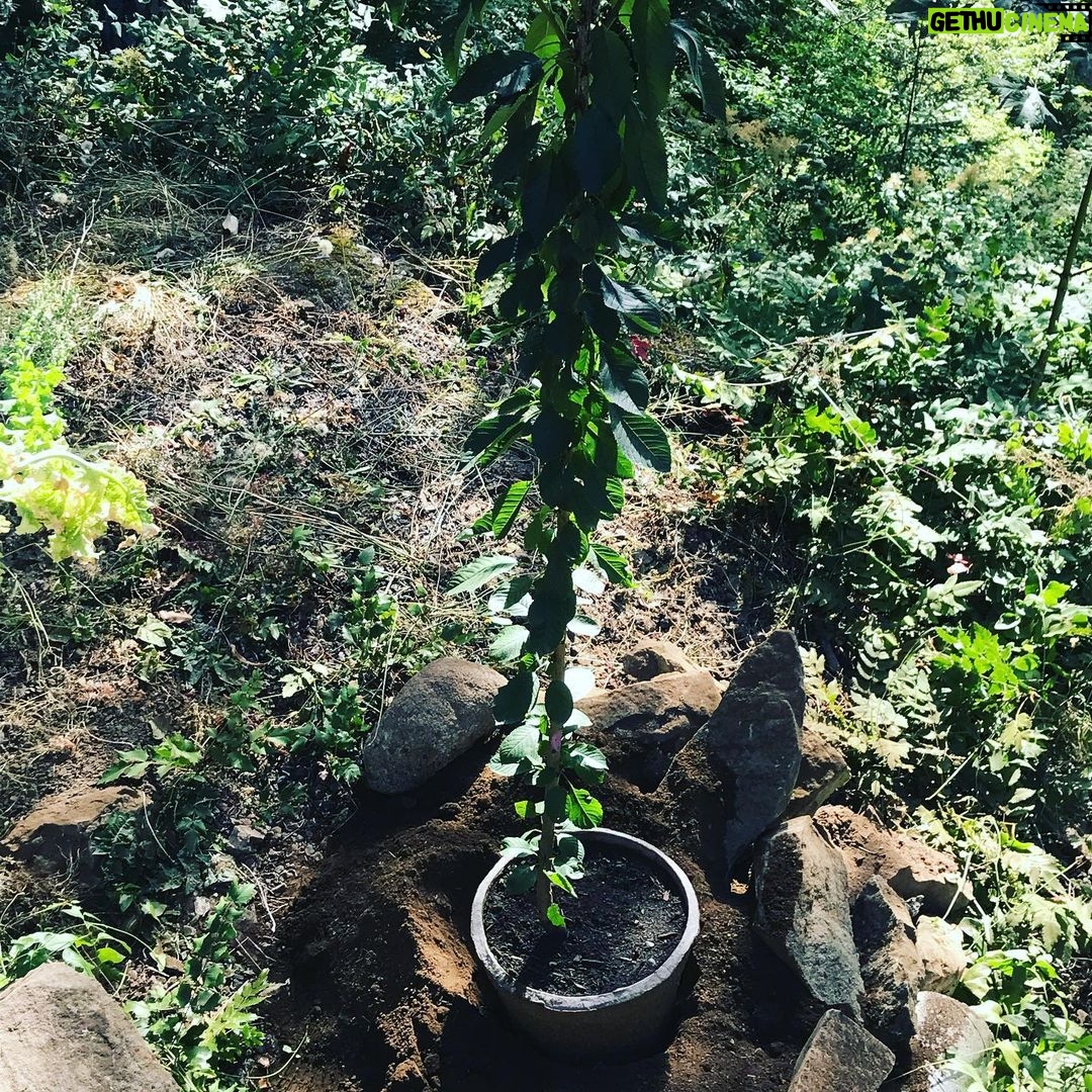 Sarah Wayne Callies Instagram - whenβs the best time to plant a tree? 20 years ago ππ³ the second best time? today ππ³ with π2 @getlomi for the magic soil #growfood