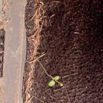 Sarah Wayne Callies Instagram - omg in the giant mess of my car - filthy from location shooting - an ACTUAL SEED sprouted in the accumulated dirt. 😂 🌱 spring is coming 😘