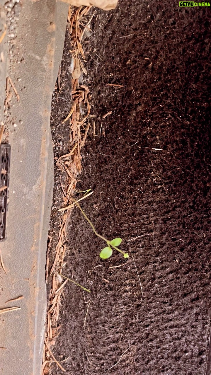 Sarah Wayne Callies Instagram - omg in the giant mess of my car - filthy from location shooting - an ACTUAL SEED sprouted in the accumulated dirt. 😂 🌱 spring is coming 😘