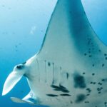 Sarah Wayne Callies Instagram - Around the world, humanity is stepping up for our ocean! Each day, we work to generate support for ocean protection, not only for the remarkable creatures beneath the waves but for all of Earth’s inhabitants. Join our ambassadors and the countless others who are paving the way to a wild, flourishing future for our ocean by donating for #GivingTuesday! Answer the ocean’s call today, and your impact will double thanks to our anonymous donor, who will match every dollar until we reach our goal! Visit the link in SeaLegacy's bio! La humanidad alrededor del mundo está dando un paso adelante por nuestro océano. Día tras día trabajamos para generar apoyo para la protección del mar, no solo para las extraordinarias criaturas bajo las olas sino también para todas las especies que habitan en nuestro planeta. Únete a nuestros embajadores y a muchos otros que constantemente están allanando el camino para un planeta más salvaje, y un océano saludable y próspero donando en este #GivingTuesday! Responde al llamado de nuestro océano hoy y tu impacto se duplicará gracias a un donante anónimo, que igualará cada dólar hasta que alcancemos nuestra meta. Video by @paulnicklen Species: Giant manta ray Location: Revillagigedo National Park, Baja California Sur, Mexico @andy_mann @mitty @givingtuesday @classy_org #ocean #conservation #nature #mantaray #givingtuesday2023 #donate #climateaction The Ocean