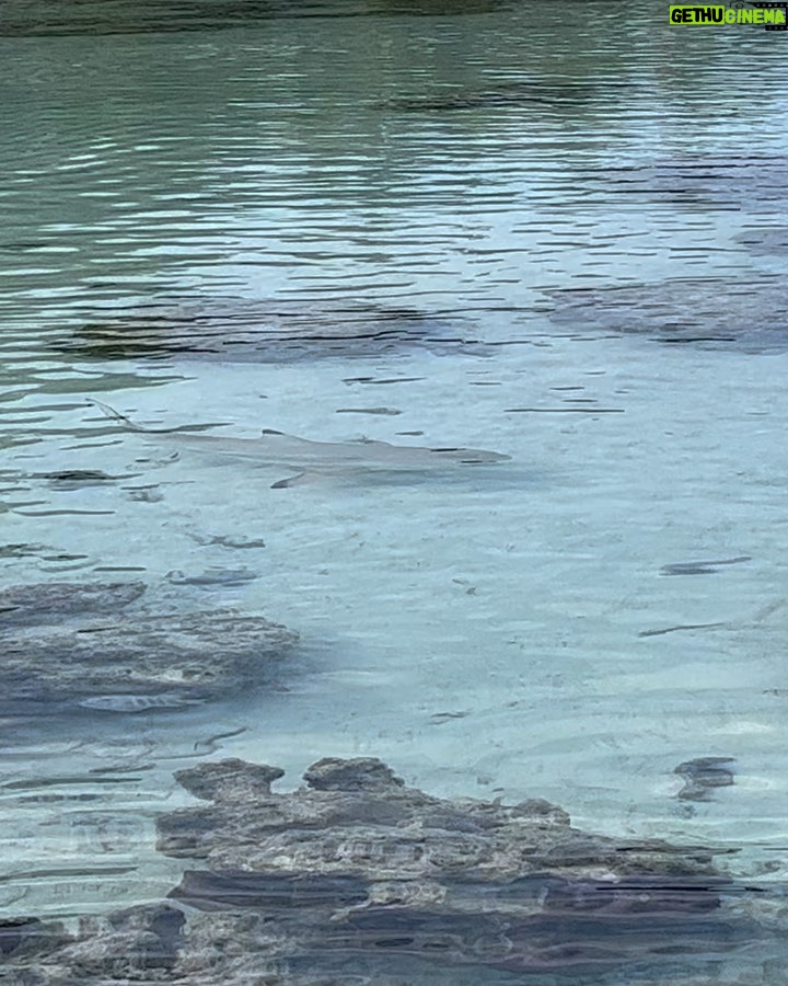 Sarah Wayne Callies Instagram - meanwhile, in Tahiti 🐢 🦈 🏝