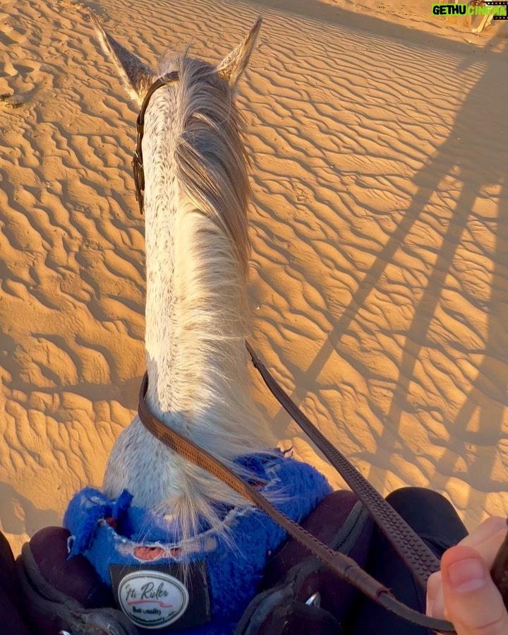 Sascha Burci Instagram - ⬇GUARDA il mio carosello pazzerello a Dubai 🇦🇪: 1. Io con la mia Gang 👊🏻 2. Io che consolo un cavallo dopo che gli ho detto che tanto tempo fa mangiavo i suoi simili.. 3. Foto di Famiglia 💖 4. Un gattone troppo affettuoso. 5. Il primo selfie risale a 200.000 anni fa, guarda! 6. Quando mi sveglio Van Gogh 🎨 7. La mia prima “””opera d’arte””” 8. La mia ombra è più bella di me. 9. “Wow” cit. 10. I’m a street photographer! 📸 Dubai - دبى