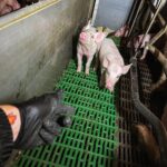 Sascha Burci Instagram - L’anno scorso ho avuto la possibilità di scoprire quel qualcosa in piú che volevo affrontare da tempo. Sono sceso nella mia prima investigazione notturna con l’associazione “Essere Animali” @essereanimali che ogni giorno lotta contro i maltrattamenti degli animali. Siamo stati in uno dei tanti allevamenti intensivi in Italia, in questo caso di maiali. È uscito il mio video su Youtube che racconta tramite i miei occhi tutta l’esperienza che ho vissuto. Canale YT: Anima Italy