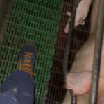 Sascha Burci Instagram - L’anno scorso ho avuto la possibilità di scoprire quel qualcosa in piú che volevo affrontare da tempo. Sono sceso nella mia prima investigazione notturna con l’associazione “Essere Animali” @essereanimali che ogni giorno lotta contro i maltrattamenti degli animali. Siamo stati in uno dei tanti allevamenti intensivi in Italia, in questo caso di maiali. È uscito il mio video su Youtube che racconta tramite i miei occhi tutta l’esperienza che ho vissuto. Canale YT: Anima Italy