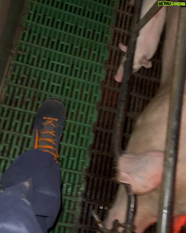 Sascha Burci Instagram - L’anno scorso ho avuto la possibilità di scoprire quel qualcosa in piú che volevo affrontare da tempo. Sono sceso nella mia prima investigazione notturna con l’associazione “Essere Animali” @essereanimali che ogni giorno lotta contro i maltrattamenti degli animali. Siamo stati in uno dei tanti allevamenti intensivi in Italia, in questo caso di maiali. È uscito il mio video su Youtube che racconta tramite i miei occhi tutta l’esperienza che ho vissuto. Canale YT: Anima Italy