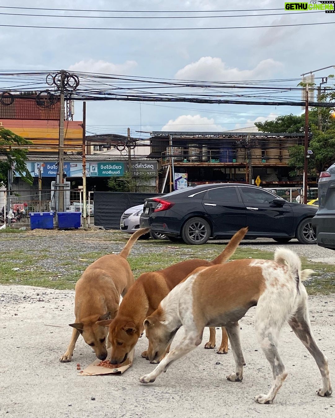 Sattabut Laedeke Instagram - ภารกิจตีสนิทโบ้ 🐶