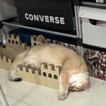 Sattabut Laedeke Instagram – ชาไทยอร่อยดี