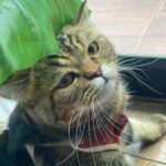 Sattabut Laedeke Instagram - เป็ดไม่เผ็ดนะครับ Early Owls・เออร์ลี่ อาวส์