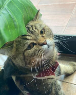 Sattabut Laedeke Instagram - เป็ดไม่เผ็ดนะครับ