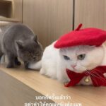 Sattaphong Phiangphor Instagram – วันฝนตกแบบนี้คุณผู้หญิงอารมณ์ไม่ดี200% ดีนะตะปบไม่ถึง😂 @richie911family