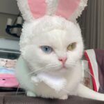 Sattaphong Phiangphor Instagram – เห็นใครๆเค้าบอกว่าคนน่ารักชอบเอาแต่ใจ 😾