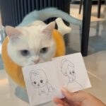 Sattaphong Phiangphor Instagram – เกมกระดาษ ตามใจลูก 😻🐾
#KATTYBOSSPlatinum
#เมนูเด็ดมัดใจท่านเหมียว 
#อาหารแมวเกรดพรีเมี่ยม
