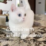 Sattaphong Phiangphor Instagram - สวัสดีค่าหนูชื่อ Happy นะคะ