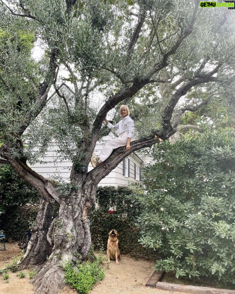 Selma Blair Instagram - Nearly a decade in this house. Finally climbed the great Olive. 🕊