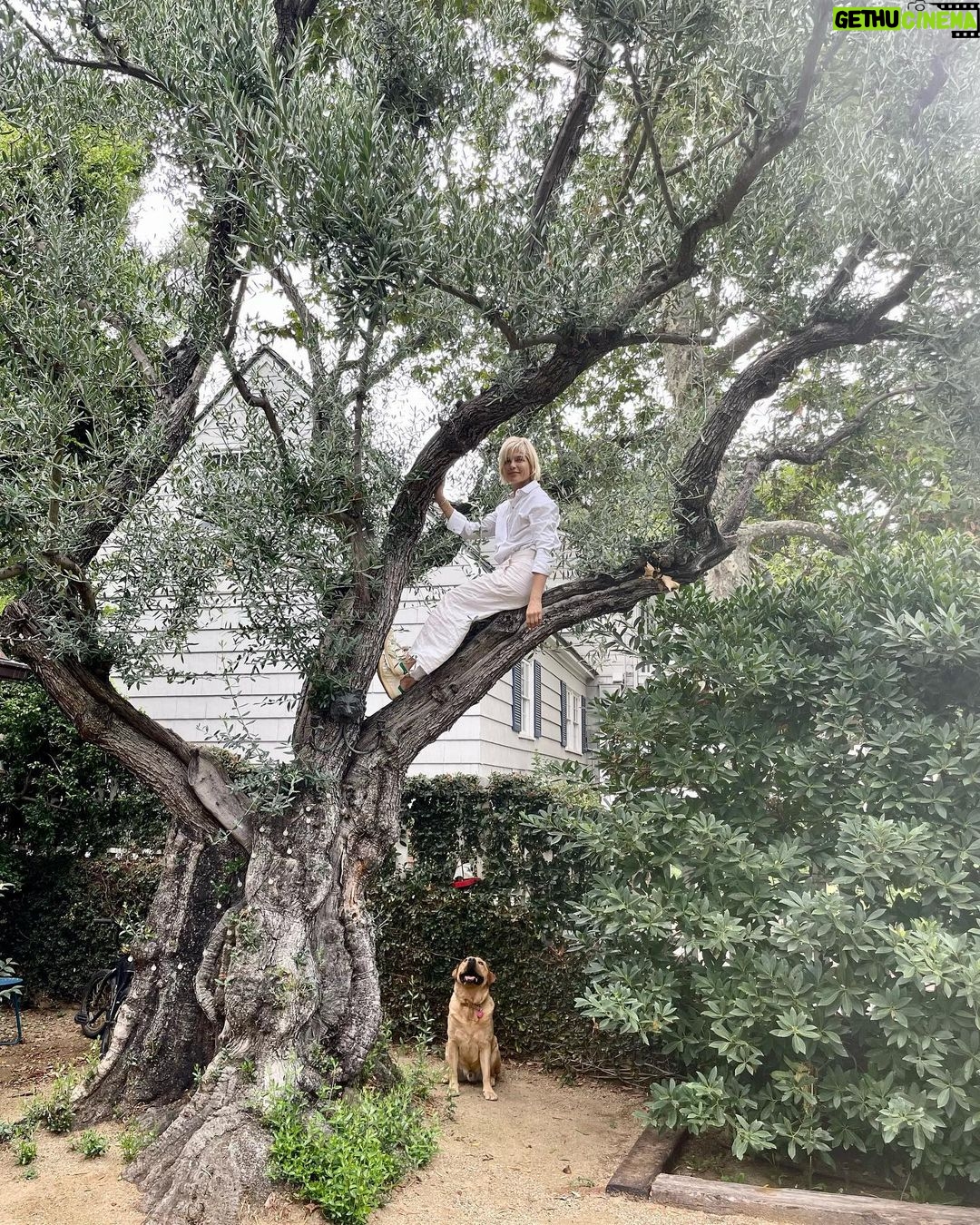 Selma Blair Instagram - Nearly a decade in this house. Finally climbed the great Olive. 🕊️