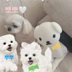 Seohyun Instagram - 뽀뽀 동생 입양했어요🐾