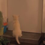 Seol In-a Instagram - 꽤나 추워진 아침공기 이제 정말 가을이 왔다고 인사한다. 티셔츠 팔구멍으로 가을 바람이 솔솔 들어온다. 아 이제 추워지겠구나. 팔구멍이 아닌, 5년 넘게 잠옷으로 입은 티셔츠가 해져서 손바닥만하게 찢어져있던 구멍으로 바람이 들어오고 있었다. 바람 들어오듯 머릿 속에 들어온 사람 하나. 내가 이 티셔츠를 입고 있는걸 좋아했던 그. 너무 오래 입어 낡았다고 티셔츠 구멍을 감추며 말했다. 낡은 티셔츠를 좋아하는 그를 보고 괜히 쑥스러워 했던 나. 하루만 더 입고 버려야지. 한번만 더 빨아서 입어야지. 하다 오늘 정말 버렸다. 티셔츠를 코에 대고 냄새를 크게 들이마셨다. 이 티셔츠를 좋아해하던 그의 모습을 마음속에 마구 들이부었다.