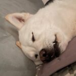 Seol In-a Instagram - 집사야 잘 땐 머리맡에 물 좀 떠다오. 귀도 좀 펴주고 말야. 잇몸이 마른..ㄷ..ㅏ...zzZZ 내 동생이지만 왜 이러는걸까요? #쌀알 #homesweethome