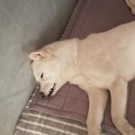 Seol In-a Instagram - 집사야 잘 땐 머리맡에 물 좀 떠다오. 귀도 좀 펴주고 말야. 잇몸이 마른..ㄷ..ㅏ...zzZZ 내 동생이지만 왜 이러는걸까요? #쌀알 #homesweethome