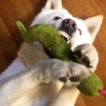Seol In-a Instagram - 가끔 고난이도 누워서 연주하는 퍼포먼스도 해줘요..:-)