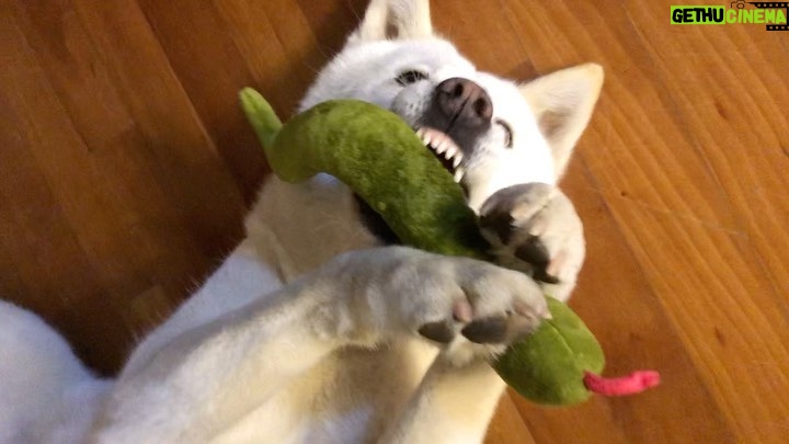 Seol In-a Instagram - 가끔 고난이도 누워서 연주하는 퍼포먼스도 해줘요..:-)