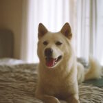 Seol In-a Instagram – My Cutiepie
(다섯번째 사진 왼쪽 보면 사료 몇알 옮겨놓은 포인트가 짱귀)
#filmphotography