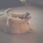 Seol In-a Instagram – My Cutiepie
(다섯번째 사진 왼쪽 보면 사료 몇알 옮겨놓은 포인트가 짱귀)
#filmphotography
