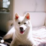 Seol In-a Instagram – My Cutiepie
(다섯번째 사진 왼쪽 보면 사료 몇알 옮겨놓은 포인트가 짱귀)
#filmphotography