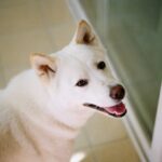 Seol In-a Instagram – My Cutiepie
(다섯번째 사진 왼쪽 보면 사료 몇알 옮겨놓은 포인트가 짱귀)
#filmphotography